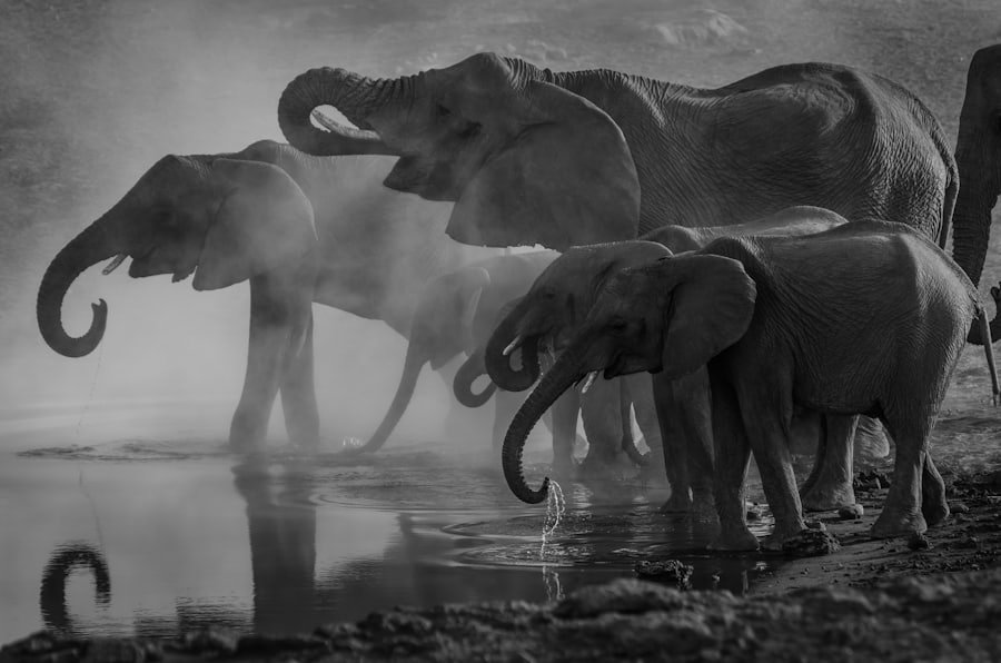 Udawalawe National Park