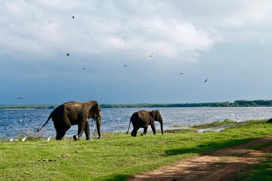 Pinnawala Elephant Orphanage