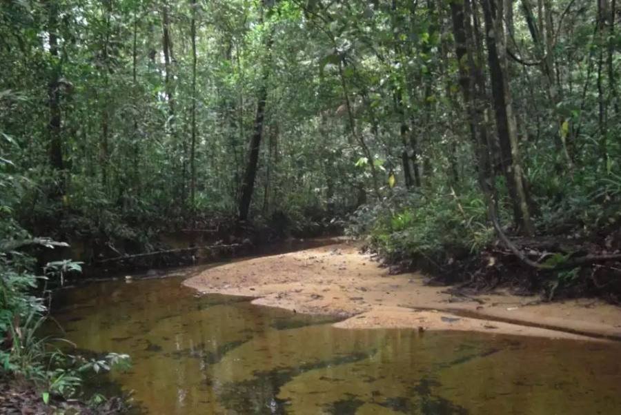 Sinharaja Rainforest