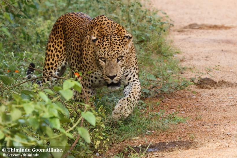 Sri Lankan Leopard Yala National Park