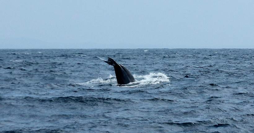 Blue Whale Tail Fluke, Indian Ocean