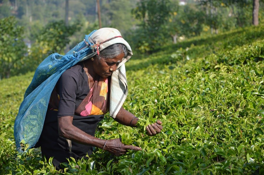 Nuwara Eliya